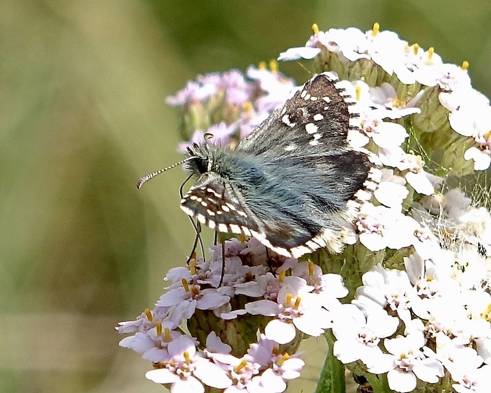 carline skipper